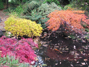 Acer palmatum Ornatum, dissectum flavescens & Inaba Shidare                